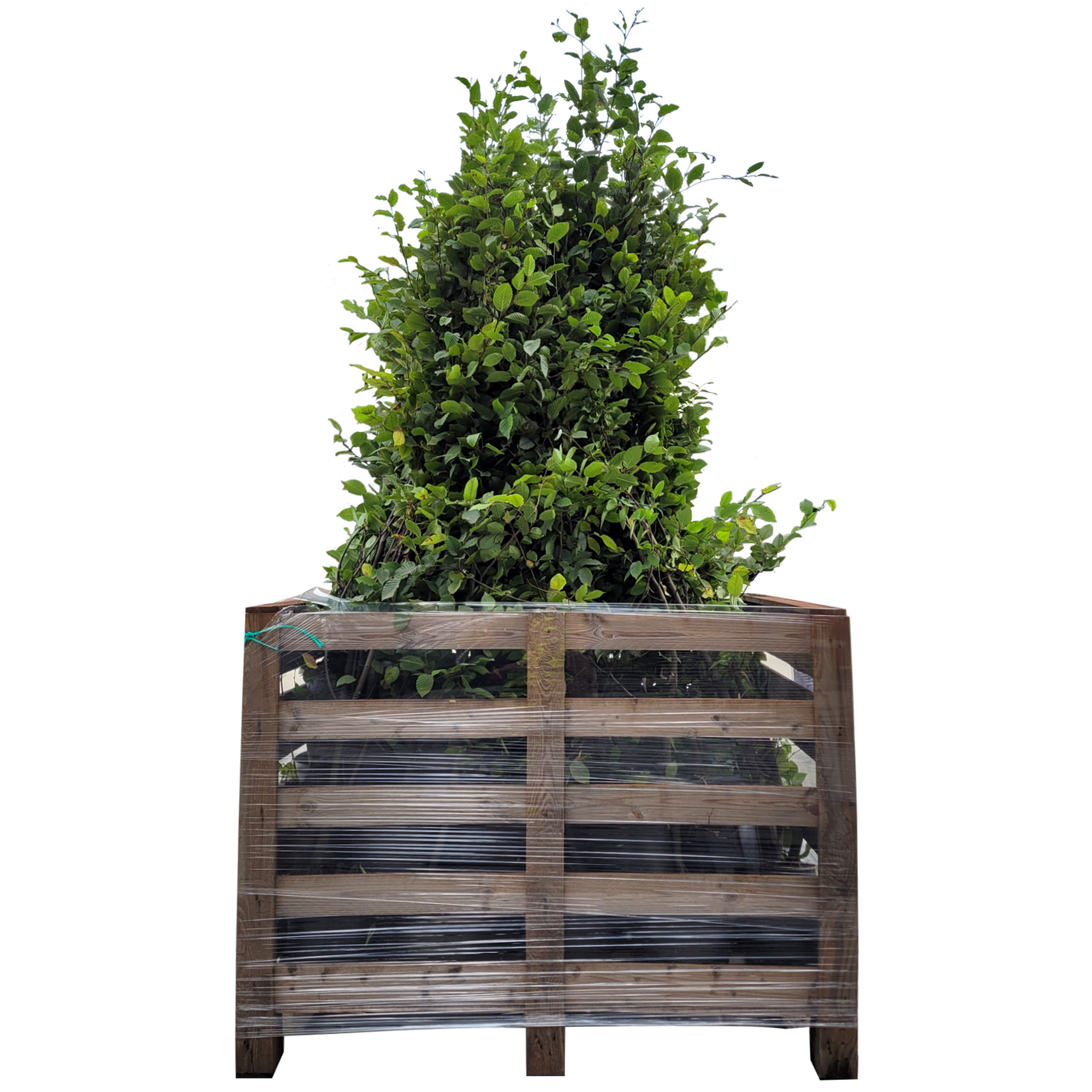 Kirschlorbeer Caucasica 'Genolia' 80-100 cm 50 Stück