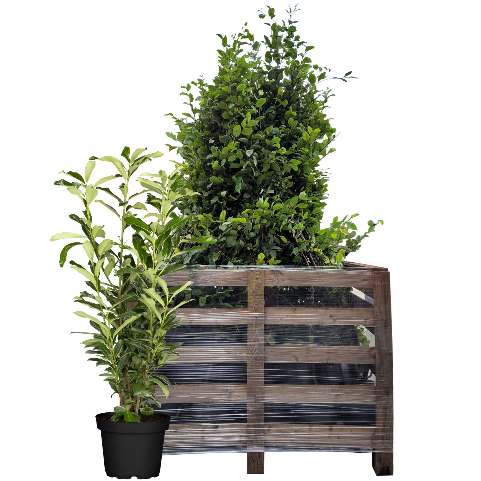 Kirschloorbeer in Topf und Holzkiste