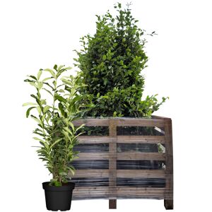Kirschlorbeer 'Genolia®' 80-100 cm 50 Stück