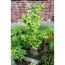 Kleiner Ginkgo Baum im Garten