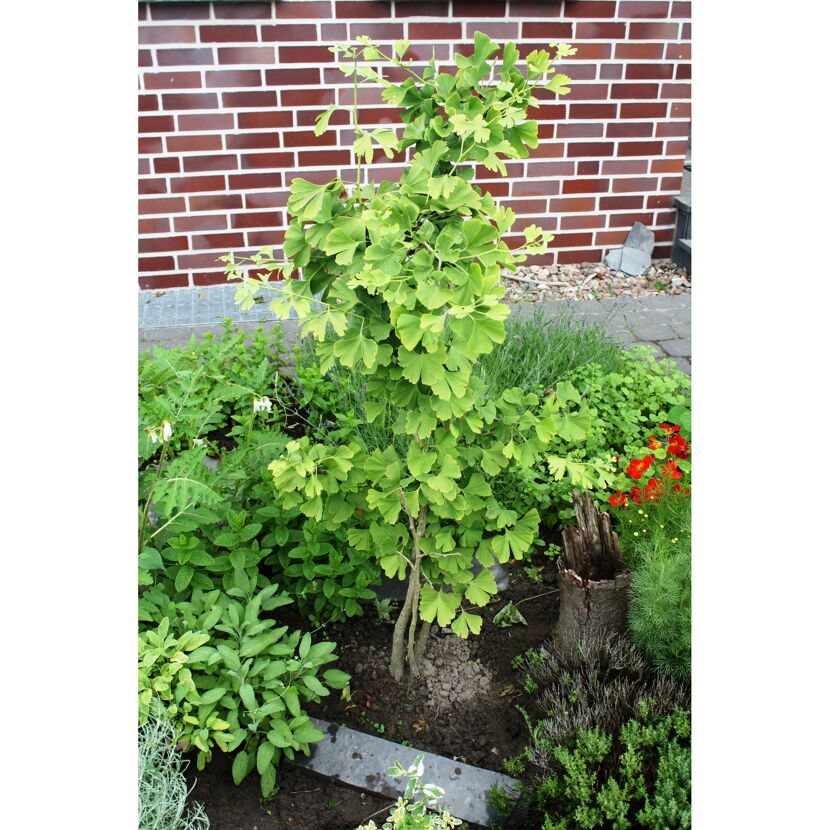 Kleiner Ginkgo Baum im Garten