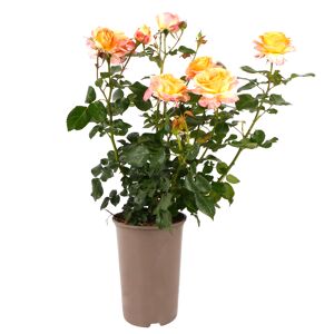 Rosen nostalgische Sorten 19 cm Topf