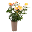 Rosen nostalgische Sorten 19 cm Topf