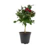 Rosenstämmchen 15 cm Topf