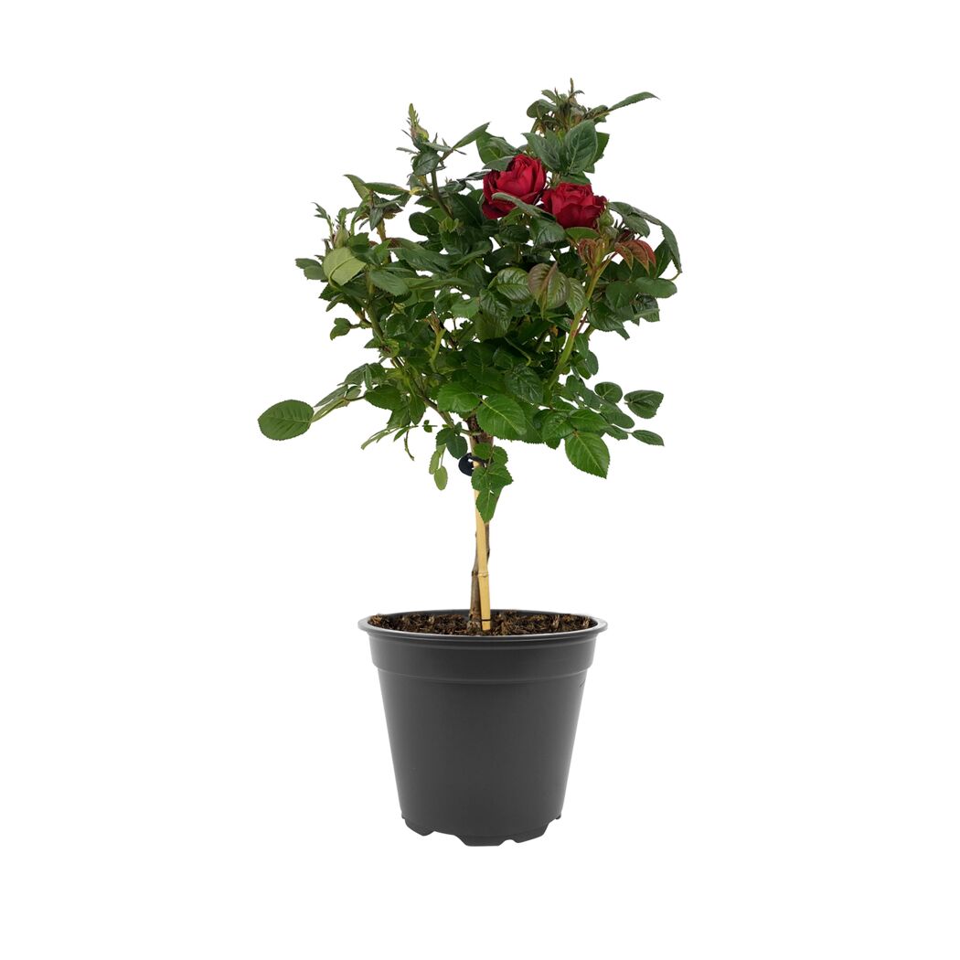 Rosenstämmchen 15 cm Topf