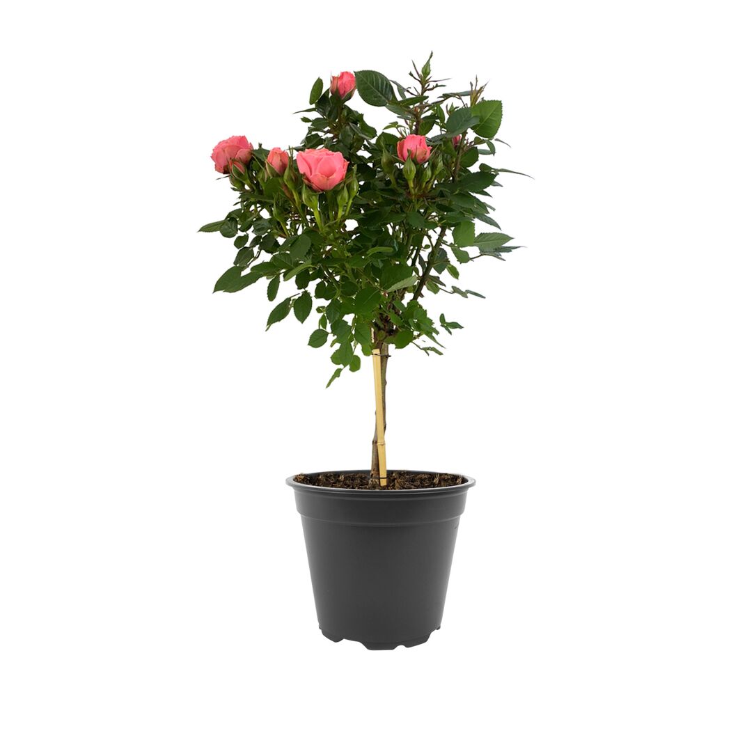 Rosenstämmchen 15 cm Topf