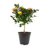 Rosenstämmchen 15 cm Topf