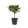 Rosenstämmchen 15 cm Topf