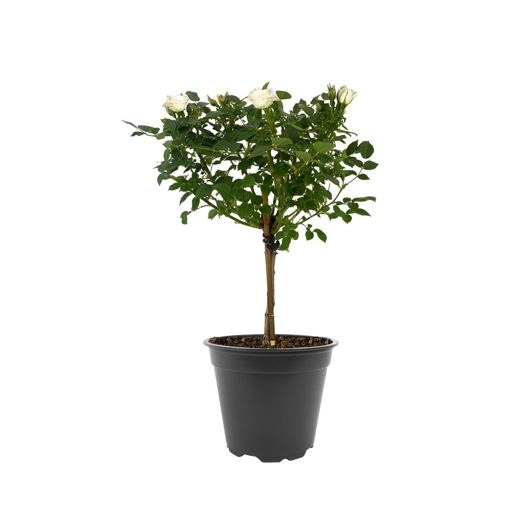 Rosenstämmchen 15 cm Topf
