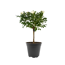 Rosenstämmchen 15 cm Topf