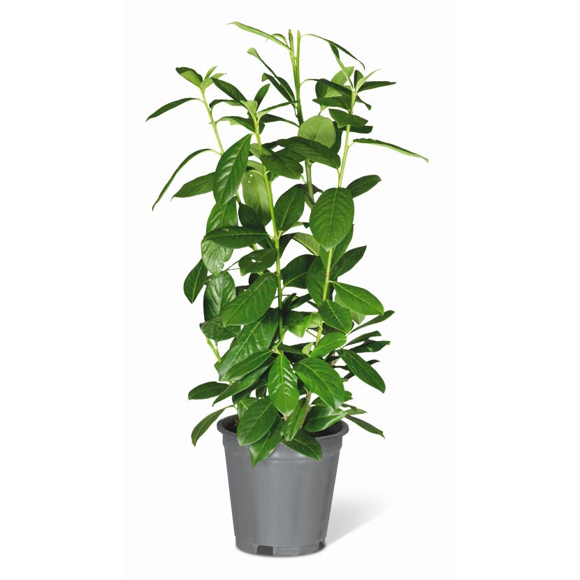 Kirschlorbeer 'Genolia®' topfgewachsen, 23 cm Topf