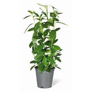 Kirschlorbeer 'Genolia®' topfgewachsen, 23 cm Topf