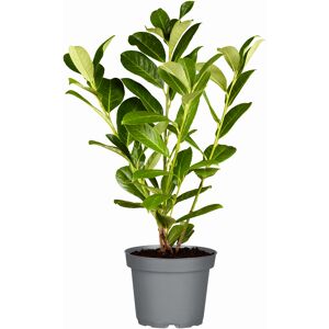 Kirschlorbeer 'Genolia®' topfgewachsen, 21 cm Topf