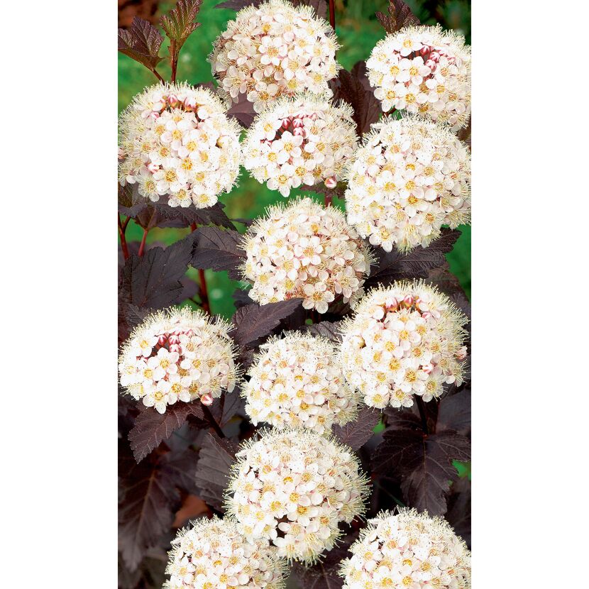 Physocarpus opulifolius Diabolo mit weißen Blüten