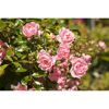 Rosa Bodendeckerrosen mit Knospen