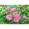 Nahaufnahme von rosa Rosenblüten