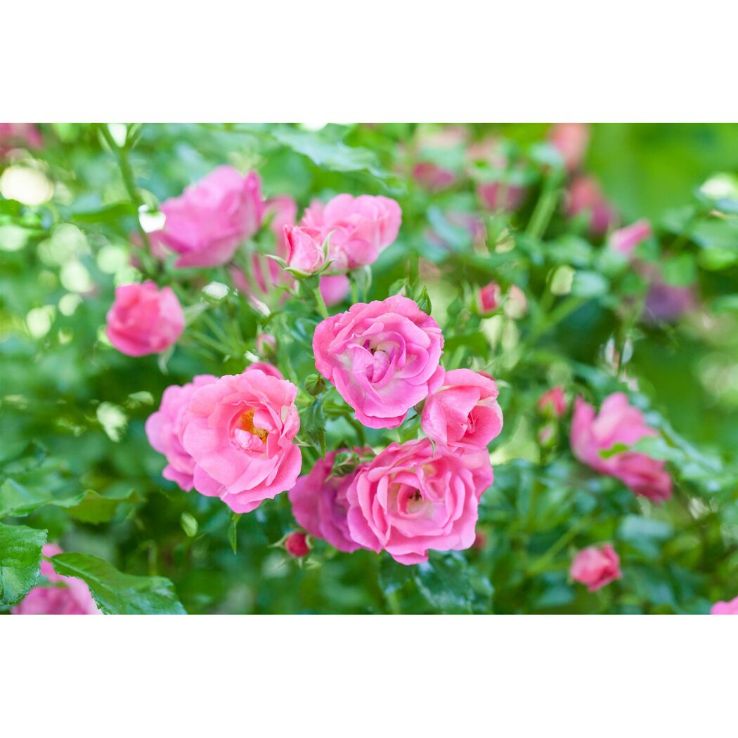 Nahaufnahme von rosa Rosenblüten