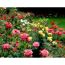 Buntes Rosenbeet mit roten, rosa, weißen und gelben Rosen
