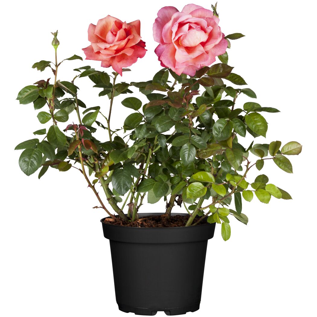 Zwei Rosen in einem schwarzen Topf