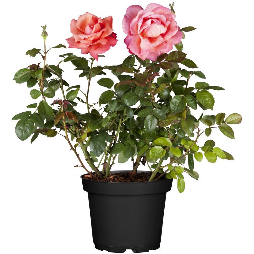 Zwei Rosen in einem schwarzen Topf