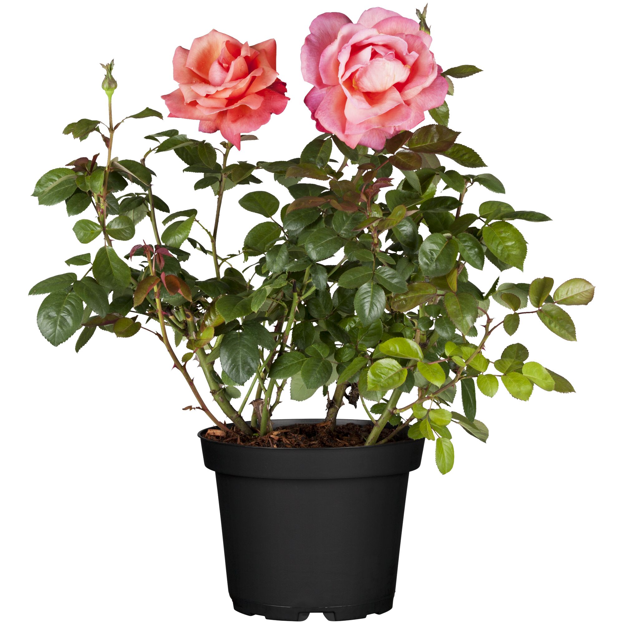 Zwei Rosen in einem schwarzen Topf