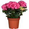 Rosafarbene Gartenhortensie im Topf