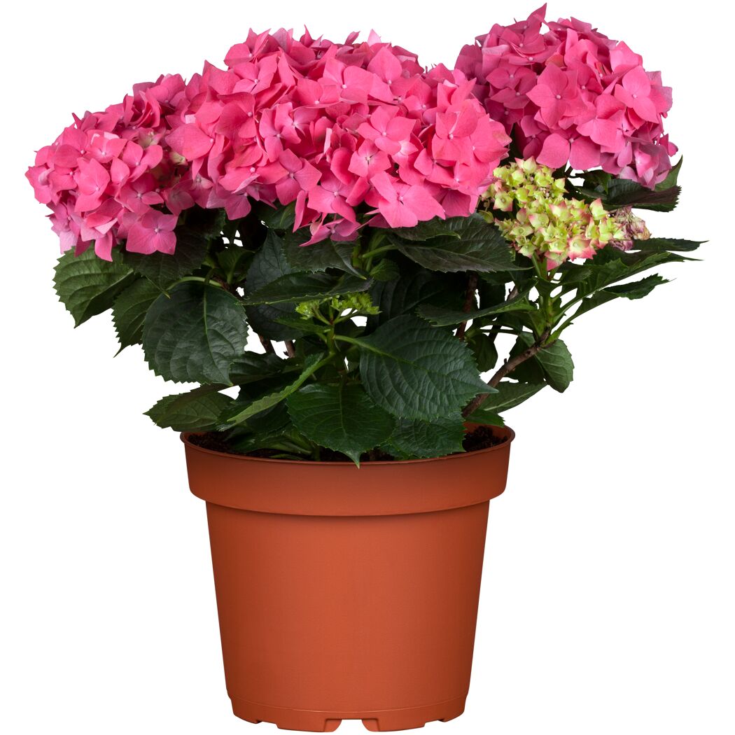Rosafarbene Gartenhortensie im Topf