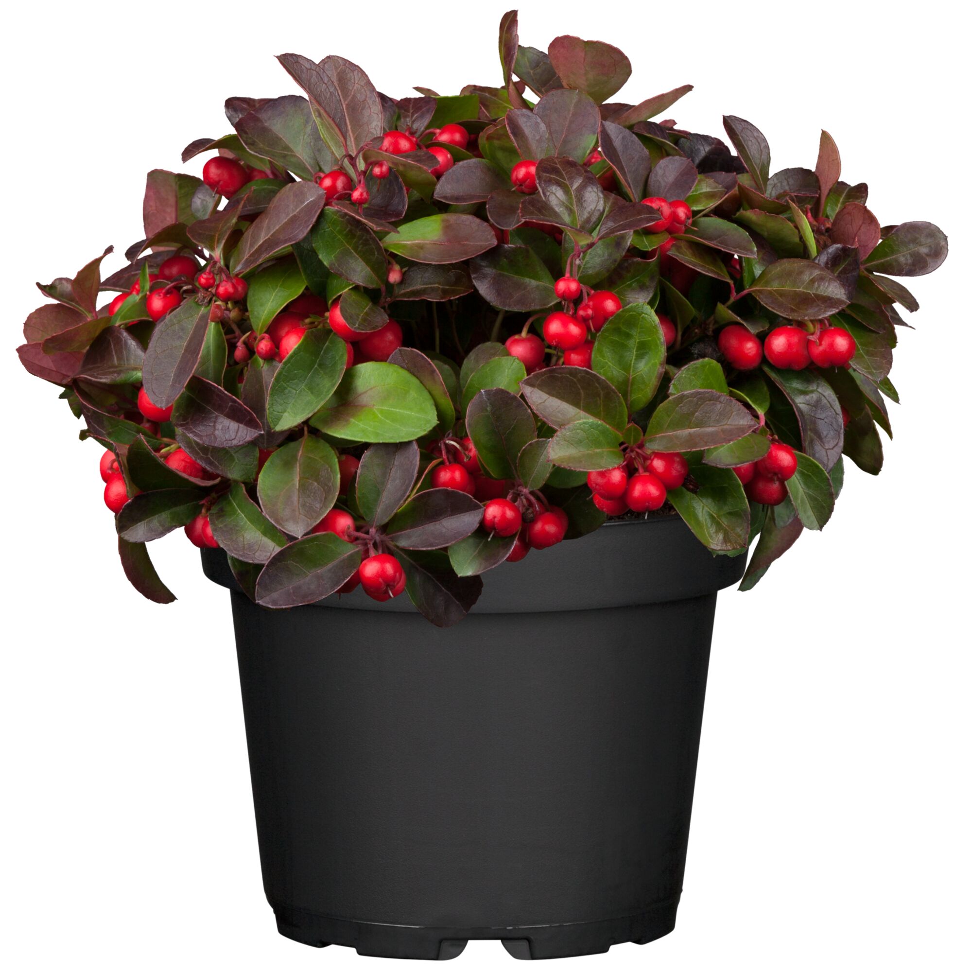 Topfpflanze Scheinbeere mit roten Beeren