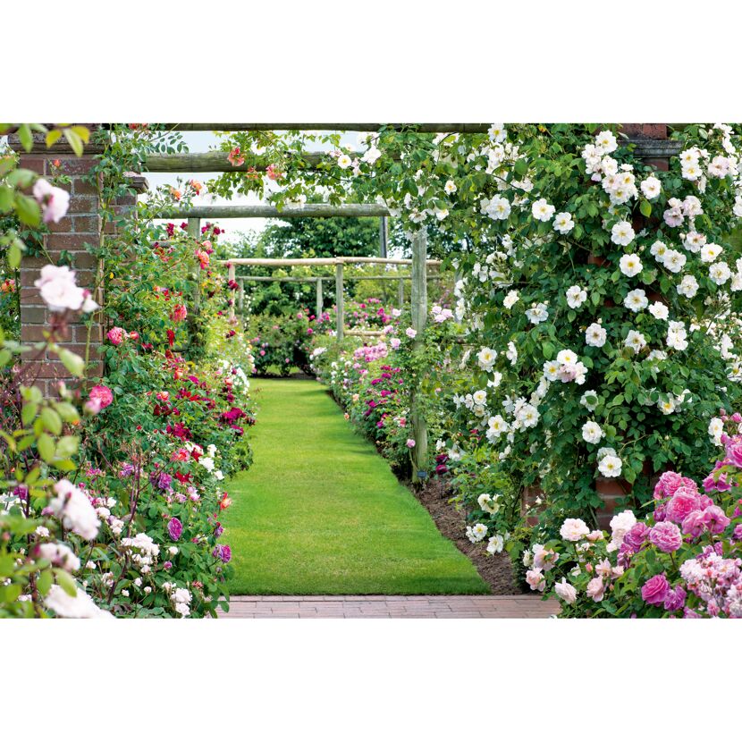 Rosengarten mit Spalier