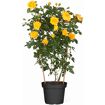 hauptbild