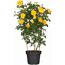 Gelbe Kletterrose im Topf mit Rankhilfe