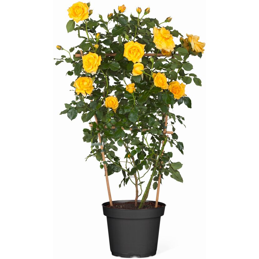 Gelbe Kletterrose im Topf mit Rankhilfe