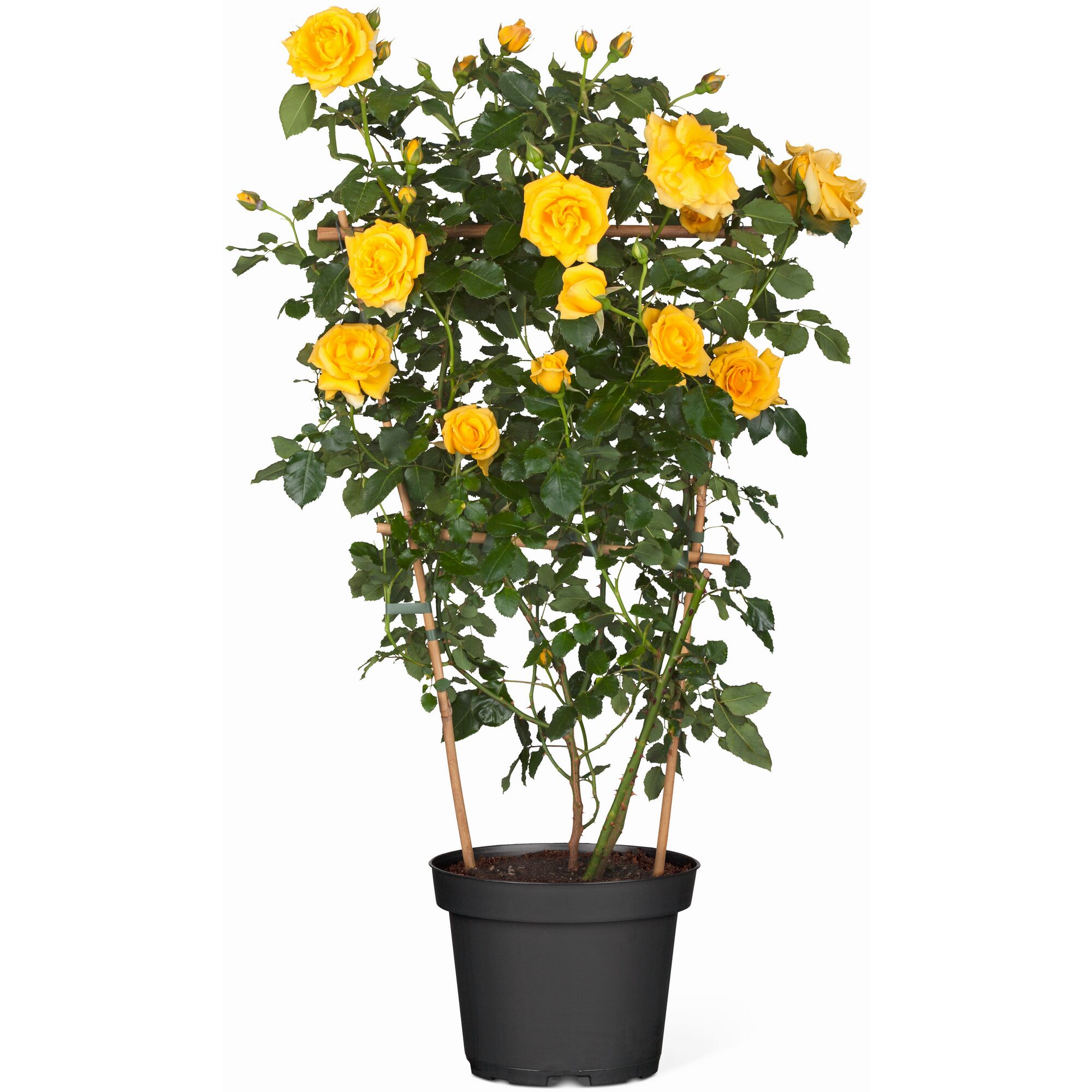 Gelbe Kletterrose im Topf mit Rankhilfe