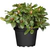 Rhododendron Repens Zwergrhododendron im schwarzen Topf