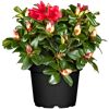 Rhododendron mit roten Blüten und Knospen im Topf