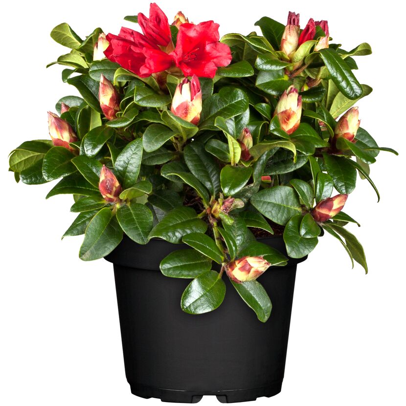 Rhododendron mit roten Blüten und Knospen im Topf
