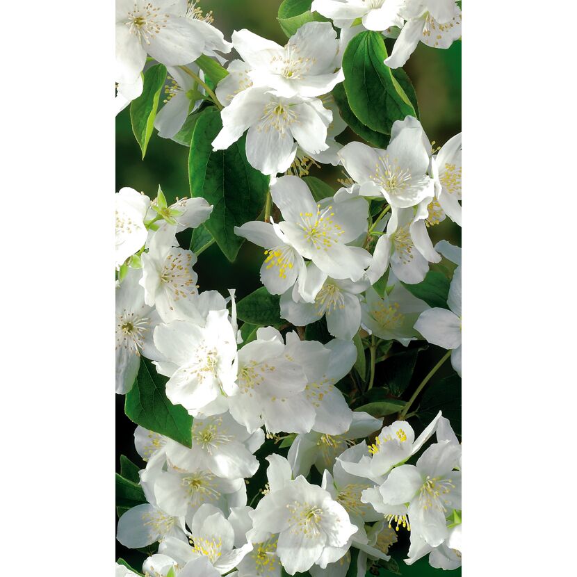 Pfeifenstrauch mit weißen Blüten