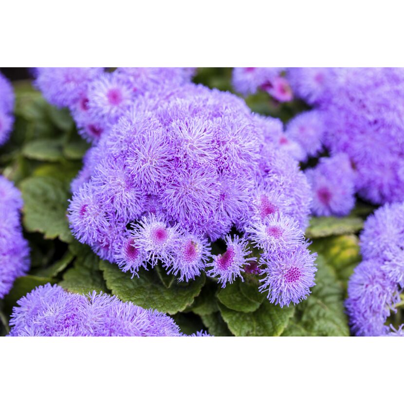 Lila Ageratum-Blüten
