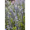 Blaue und weiße Salbei-Blüten