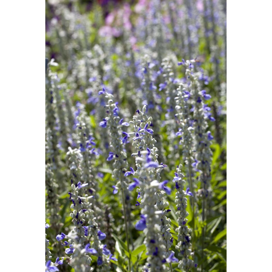 Blaue und weiße Salbei-Blüten
