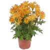 Topfpflanze mit gelb-roten Chrysanthemenblüten