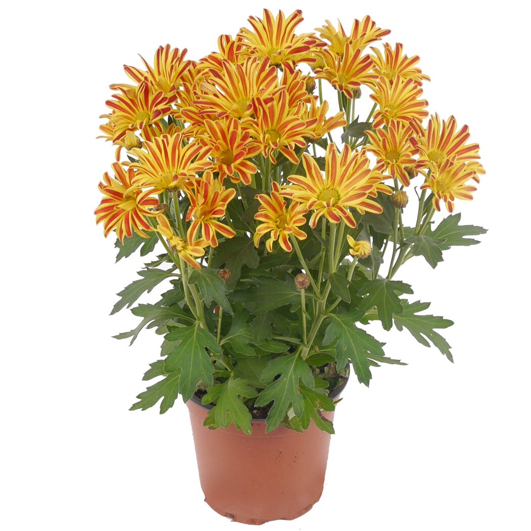 Topfpflanze mit gelb-roten Chrysanthemenblüten