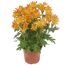 Topfpflanze mit gelb-roten Chrysanthemenblüten