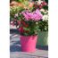 Lila Chrysanthemen im pinken Topf