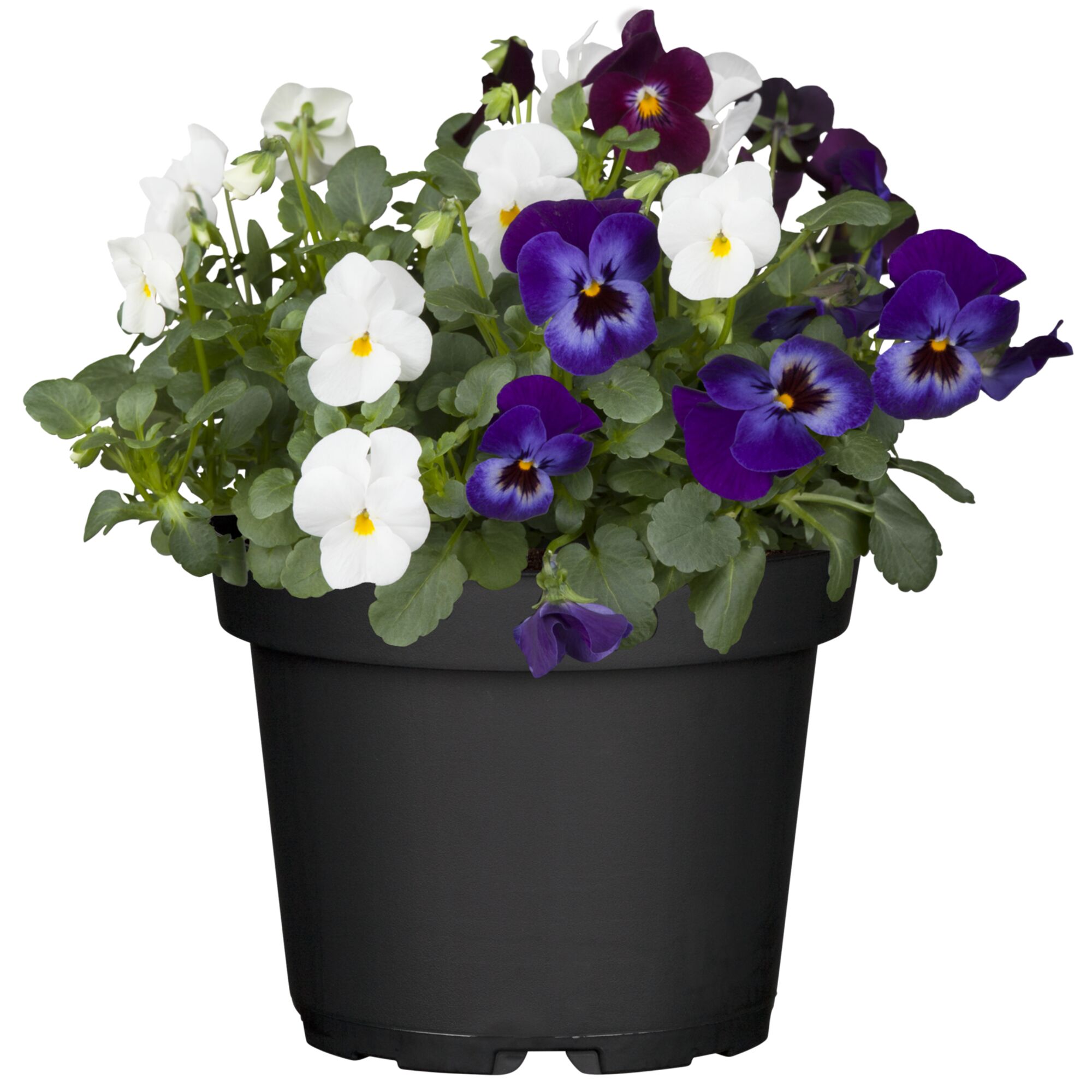 Lila und weiße Stiefmütterchen in einem schwarzen Topf