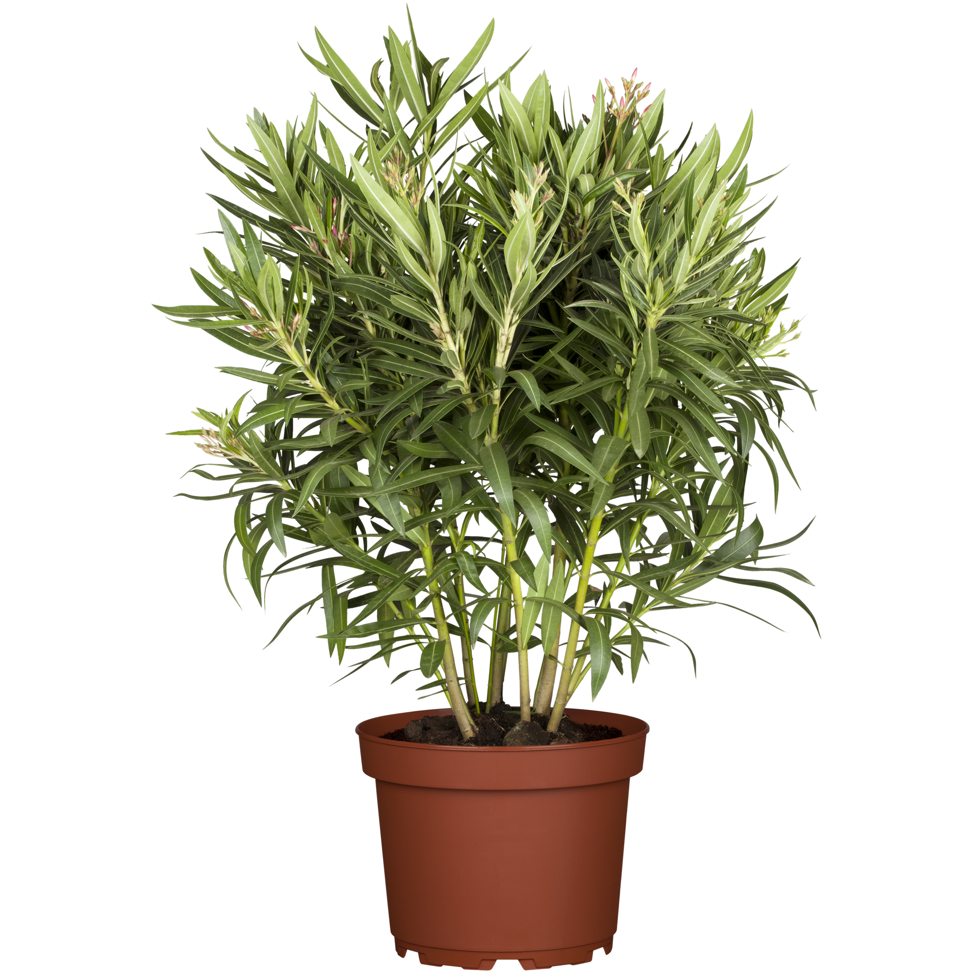 Oleander-Busch verschiedene Farben 50 bis 60 cm, 17 cm Topf + product picture