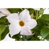 Nahaufnahme einer Mandevilla Blüte in weiß
