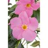 Dipladenia mit rosa Blüten