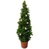 Dipladenia Pyramide im Topf