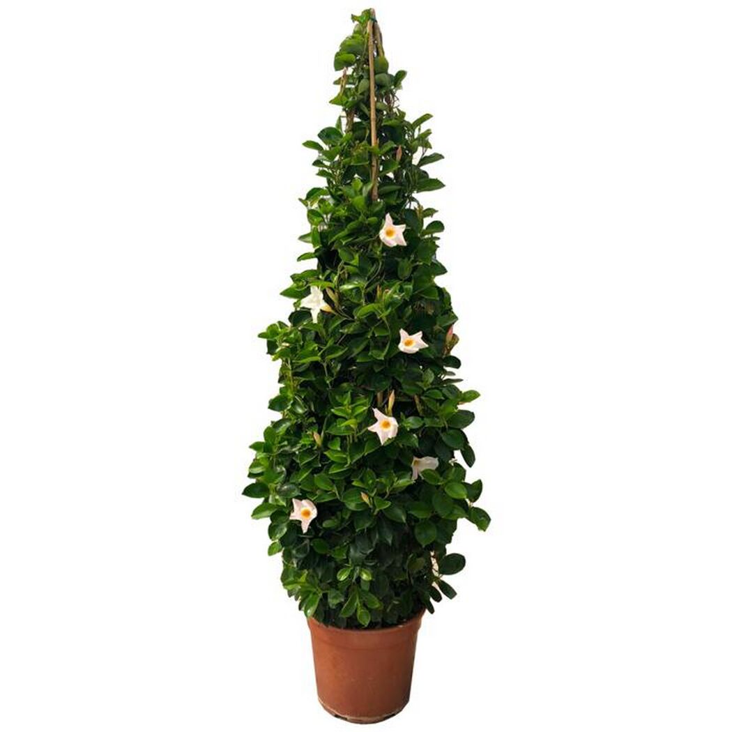 Dipladenia Pyramide im Topf